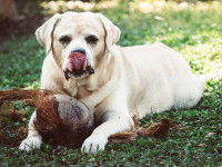 Un chien de type Labrador tient une noix de coco dans ses pattes
