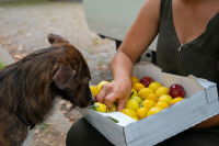 Une femme tient une cagette pleine de prunes devant un chien