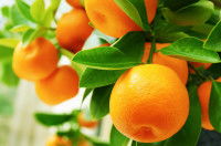 Des oranges accrochées à un arbre