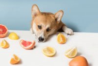 Un chien Corgi renifle des agrumes sur une table
