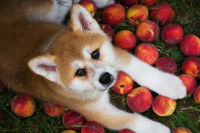 Un chiot Akita Inu couché dans l'herbe avec des nectarines