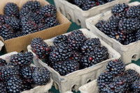 Des boîtes en carton contenant des mûres