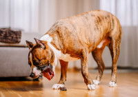 Un chien vomit dans le salon