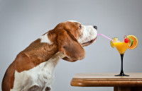 Un chien boit un jus de fruit avec une paille