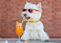 Un petit chien avec des lunettes de soleil et un jus de fruit