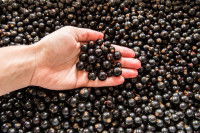 Une main tient une poignée de cassis dans un tas