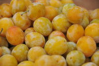 Des prunes mirabelles
