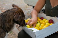 Un chien renifle des mirabelles dans une cagette