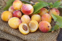 Des mirabelles entières avec noyau sur une nappe