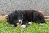 Un chiot Border Collie tente de manger une noix
