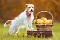 Un petit chien se lèche les babines à côté d'un panier de coings