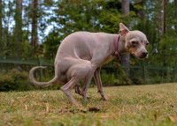 Un Russkiy Toy tente de faire caca dans l'herbe