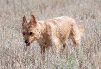 Un petit chien suffoque dans un champ d'herbes jaunes