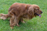 Un Epagneul a la diarrhée dans le jardin