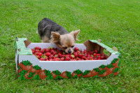Un Chihuahua mange des fraises dans un grand carton