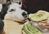 Une femme donne des morceaux d'avocat à son Husky