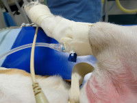 Un chien empoisonné placé sous perfusion chez le vétérinaire