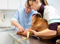 Un vétérinaire et son assistante mettent un chien sous intraveineuse