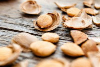 Des noyaux d'abricot ouverts en deux