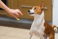 Un Basenji recule en grognant après avoir senti une tranche de citron