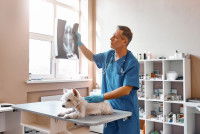 Un vétérinaire examine la radiographie d'un chien Westie