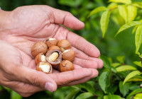 Un homme tient des noix de macadamia dans ses mains
