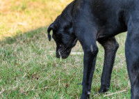 Un chien noir malade vomit de la mousse dans l'herbe
