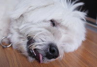 Un petit chien blanc dans le coma est couché sur le sol