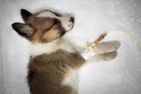 Un petit chien malade avec une perfusion à la patte