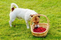 Un Jack Russel mange des framboises dans un panier