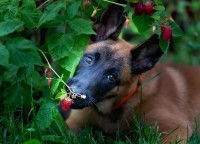 Un chien de type Malinois à côté d'une framboise dans la forêt