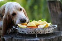Un chien Saint-Hubert vole des muffins au citron posés sur une petite table