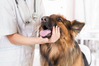 Une femme vétérinaire examine un Berger Allemand malade