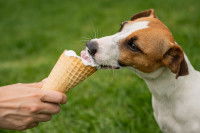 Un Jack Russel mange une glace dans un jardin