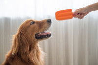Une femme donne sa glace à son chien Golden Retriever