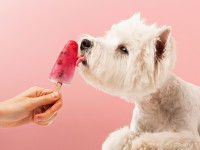 Un petit chien blanc mange une glace à l'eau