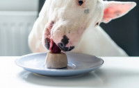 Un Bull Terrier mange une glace pour chien au restaurant