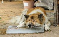 Un Akita Inu dort sur un gros glaçon au soleil