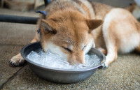 Un Shiba Inu dort le museau dans un bol rempli de glaçons