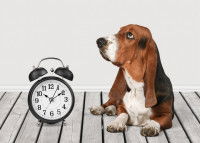 Un chien attend à côté d'une petite horloge