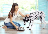 Une femme donne à manger à son Dalmatien