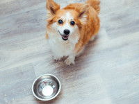 Un chien attend devant sa gamelle vide