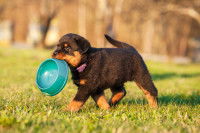 Un chiot noir et feu tient sa gamelle dans sa gueule