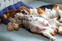 À quels chiens donner de l’huile de saumon ?