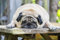 Les contre-indications de l’huile de saumon pour chien