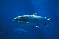 Saumons d’élevage versus saumons sauvages