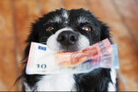 Combien coûte l’huile de saumon pour chien ?