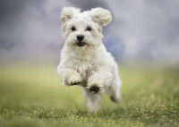 Les bienfaits de l’huile de saumon pour le chien