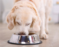 Modifier l'alimentation du vieux chien