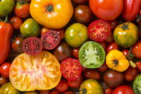 Des tomates de toutes les couleurs entassées